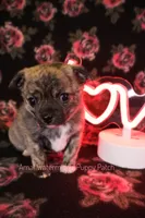 Garfield *AKC*, a male Chihuahua for sale in Hermiston, OR – Photo 4 of 8