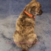 Pixel *AKC*, a male Chihuahua for sale in Hermiston, OR – Photo 6 of 9