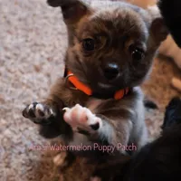 Pixel *AKC*, a male Chihuahua for sale in Hermiston, OR – Photo 7 of 9