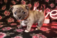 Garfield *AKC*, a male Chihuahua for sale in Hermiston, OR – Photo 2 of 8