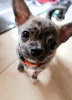 Pixel *AKC*, a male Chihuahua for sale in Hermiston, OR – Photo 4 of 10