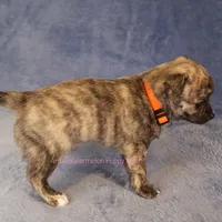 Pixel *AKC*, a male Chihuahua for sale in Hermiston, OR – Photo 5 of 9