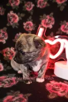 Garfield *AKC*, a male Chihuahua for sale in Hermiston, OR – Photo 5 of 8