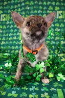 Pixel *AKC*, a male Chihuahua for sale in Hermiston, OR – Photo 3 of 10