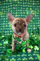 Pixel *AKC*, a male Chihuahua for sale in Hermiston, OR – Photo 2 of 10