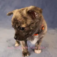 Pixel *AKC*, a male Chihuahua for sale in Hermiston, OR – Photo 3 of 9