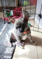 Pixel *AKC*, a male Chihuahua for sale in Hermiston, OR – Photo 5 of 10