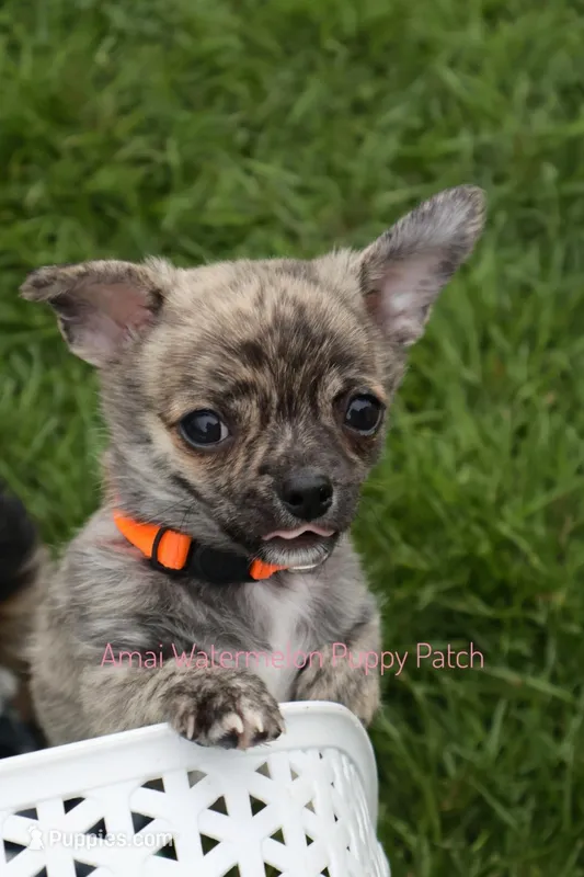 Pixel *AKC* – Chihuahua puppy for sale in Hermiston, OR