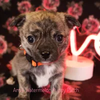 Pixel *AKC*, a male Chihuahua for sale in Hermiston, OR – Photo 9 of 9