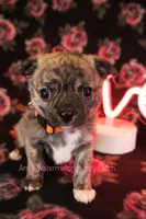 Garfield *AKC*, a male Chihuahua for sale in Hermiston, OR – Photo 1 of 8