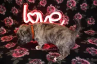 Garfield *AKC*, a male Chihuahua for sale in Hermiston, OR – Photo 6 of 8