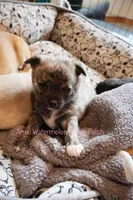 Garfield *AKC*, a male Chihuahua for sale in Hermiston, OR – Photo 8 of 8