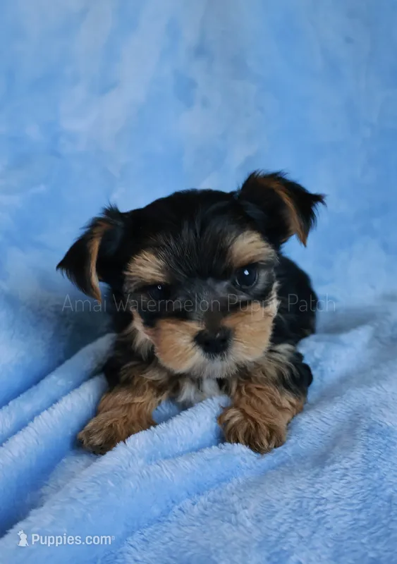 JB *AKC* – Yorkshire Terrier puppy for sale in Hermiston, OR