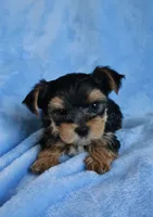 JB *AKC*, a male Yorkshire Terrier for sale in Hermiston, OR – 1 of 5