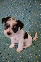 Scrabble *AKC, a male Yorkshire Terrier for sale in Hermiston, OR – 2 of 7