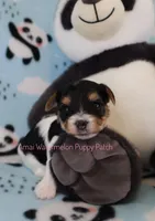 Webby *AKC* Tiny, a female Yorkshire Terrier for sale in Hermiston, OR – Photo 2 of 7