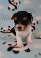 Webby *AKC* Tiny, a female Yorkshire Terrier for sale in Hermiston, OR – Photo 4 of 7