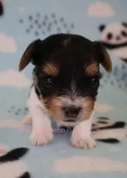 Webby *AKC* Tiny, a female Yorkshire Terrier for sale in Hermiston, OR – Photo 7 of 7