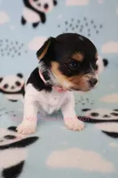 Webby *AKC* Tiny, a female Yorkshire Terrier for sale in Hermiston, OR – Photo 3 of 7
