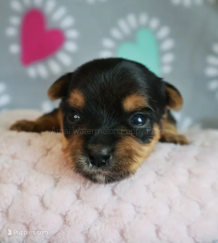 Mria *AKC* – Yorkshire Terrier puppy for sale in Hermiston, OR