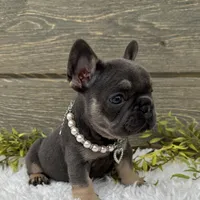 Lola, a female French Bulldog for sale in Millersburg, OH – Photo 4 of 7