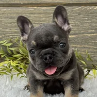 Lola, a female French Bulldog for sale in Millersburg, OH – Photo 1 of 7