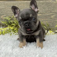 Lola, a female French Bulldog for sale in Millersburg, OH – Photo 5 of 7