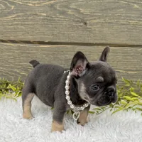 Lola, a female French Bulldog for sale in Millersburg, OH – Photo 2 of 7