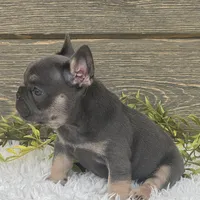 Lola, a female French Bulldog for sale in Millersburg, OH – Photo 3 of 7