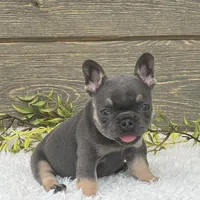 Lola, a female French Bulldog for sale in Millersburg, OH – Photo 6 of 7
