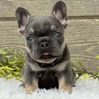 Lola, a female French Bulldog for sale in Millersburg, OH – Photo 7 of 7