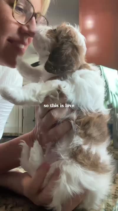 Archie, a male Cavalier King Charles Spaniel and Cavachon for sale in Longwood, FL – 8 of 9