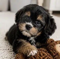 Bear, a male Cavalier King Charles Spaniel and Cavachon for sale in Longwood, FL – 1 of 8