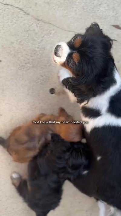 Bear, a male Cavalier King Charles Spaniel and Cavachon for sale in Longwood, FL – 7 of 8