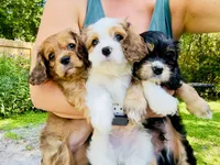 Archie, a male Cavalier King Charles Spaniel and Cavachon for sale in Longwood, FL – 6 of 9