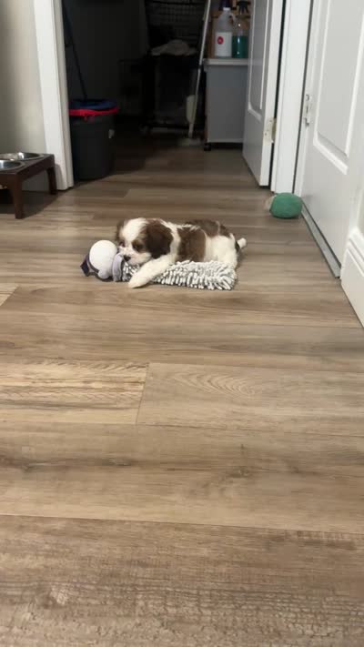 Archie, a male Cavalier King Charles Spaniel and Cavachon for sale in Longwood, FL – 9 of 9