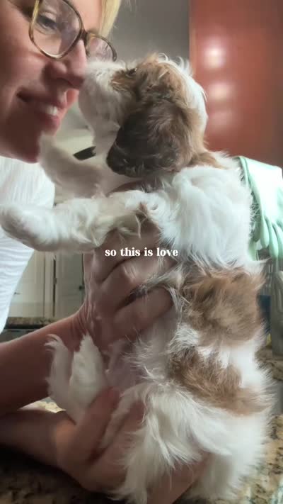 Bear, a male Cavalier King Charles Spaniel and Cavachon for sale in Longwood, FL – 6 of 8