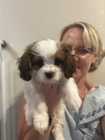 Archie, a male Cavalier King Charles Spaniel and Cavachon for sale in Longwood, FL – 2 of 9