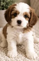 Archie, a male Cavalier King Charles Spaniel and Cavachon for sale in Longwood, FL – 1 of 9