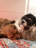 Bear, a male Cavalier King Charles Spaniel and Cavachon for sale in Longwood, FL – 3 of 8