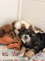Bear, a male Cavalier King Charles Spaniel and Cavachon for sale in Longwood, FL – 4 of 8