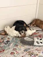 Bear, a male Cavalier King Charles Spaniel and Cavachon for sale in Longwood, FL – 5 of 8