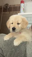 Female golden , a female Golden Retriever for sale in Tulare, CA – 3 of 3