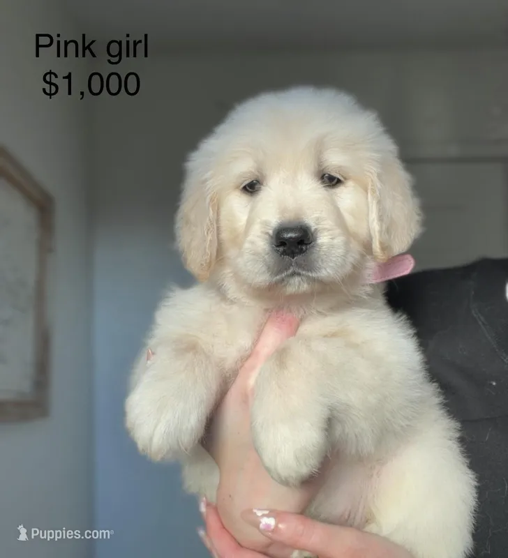 Golden Retriever girl  – Golden Retriever puppy for sale in Tulare, CA