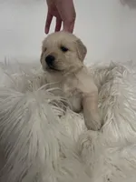 Golden Retriever girl , a female Golden Retriever for sale in Tulare, CA – Photo 2 of 2