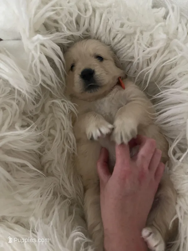 Golden Retriever girl  – Golden Retriever puppy for sale in Tulare, CA