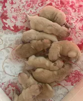 Beautiful female puppy  golden , a male Golden Retriever for sale in Tulare, CA – Photo 2 of 5