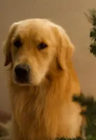 Beautiful female puppy  golden , a male Golden Retriever for sale in Tulare, CA – Photo 3 of 5