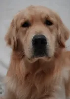 Beautiful female puppy  golden , a male Golden Retriever for sale in Tulare, CA – Photo 4 of 5