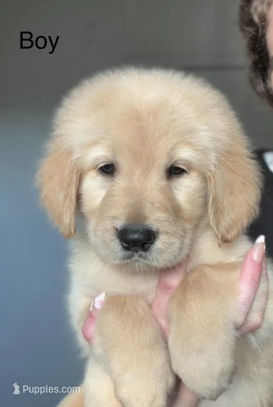 Boy golden ❤️ – Golden Retriever puppy for sale in Tulare, CA